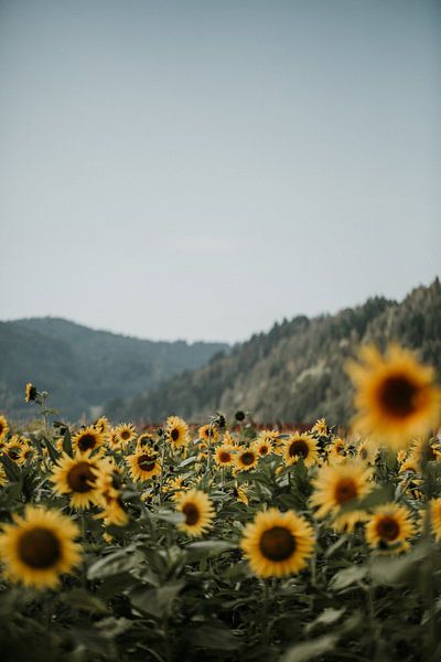 Sunflowers against the hills of the Black Forest | Colorful travel photography | by Trix Leeflang