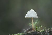 Little mushroom