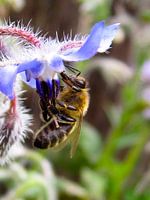 Bij in bloem