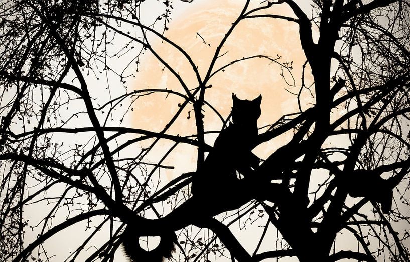 Illustration d'une silhouette de chat sur une branche au lever du soleil par Patricia Hofmeester