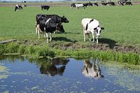 Oude koeien in de sloot of uit de sloot?