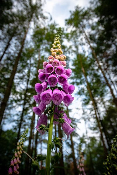 Schöne blühende Fingerhutblumen im Wald von Fotografiecor .nl