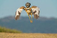 small stage courtship jump