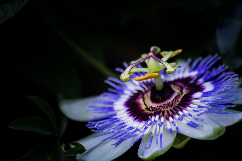 Passionsblume von Onno van Kuik