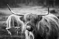 Highlander écossais