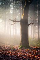 Sonnenbaden im Sonnenlicht