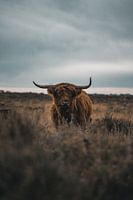 Schottischer Hochlandbewohner