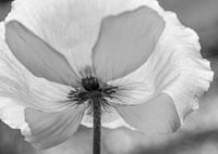 Coquelicot fragile dans la lumière du matin | Image | Noir et blanc