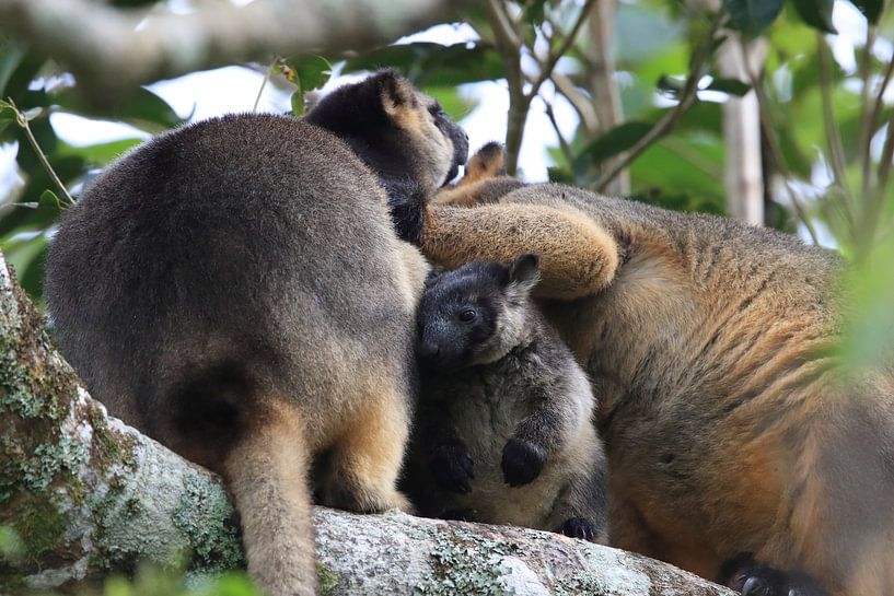 A Lumholtz's tree-kangaroo (Dendrolagus lumholtzi) cub with Mother in a tree Queensland, Australia par Frank Fichtmüller