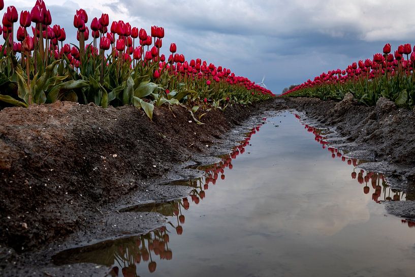 Tulipes Double Dutch par Hans de Waay