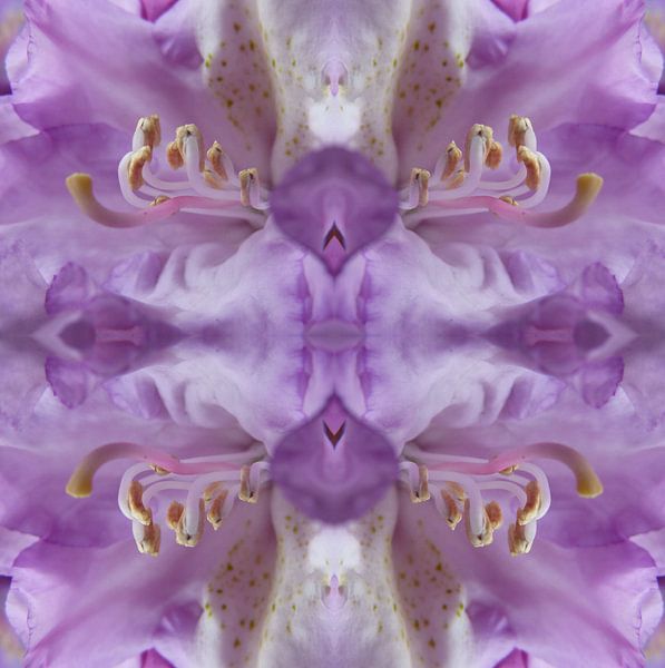 bloem 42 by Margriet Snaterse