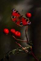 Dagpauwoog in search