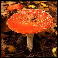 Paddestoel Rood met witte stippen