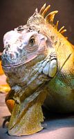 Photomodel iguana Yoshi