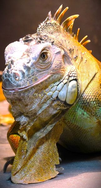 Fotomodell Leguan Yoshi von Daniëlle van den Berg