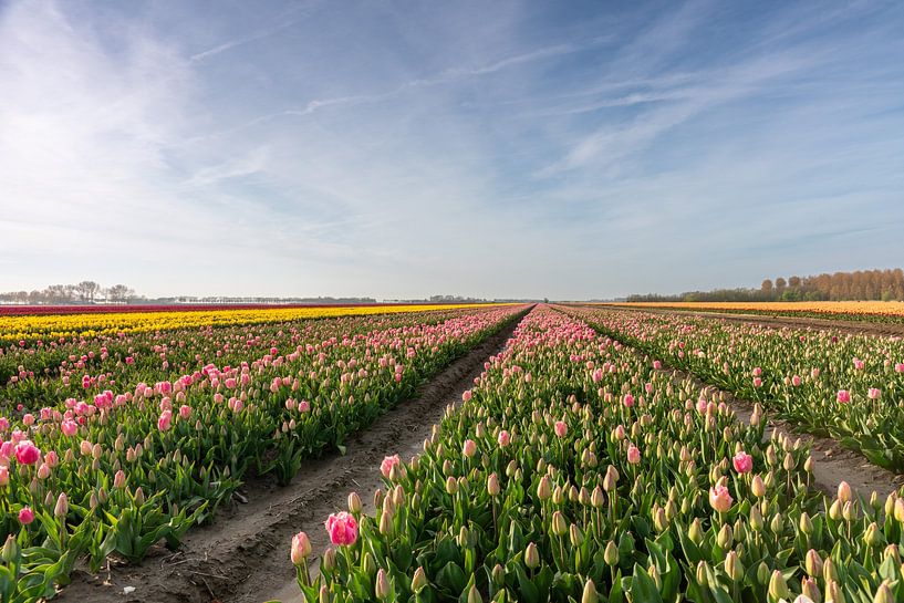 Tulpenfelder auf Goeree-Overflakkee von Wessel Dekker