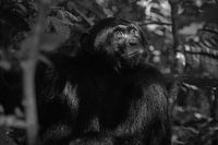 Chimpanzé, Ouganda, Noir et blanc