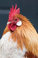 kip met de gouden eieren