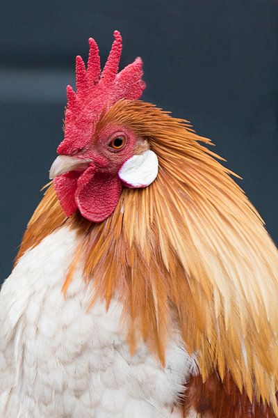 kip met de gouden eieren von Dirkje Sol