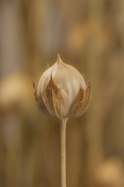 Ländliches Ambiente: Ein Sprite aus Flachs von Marjolijn van den Berg