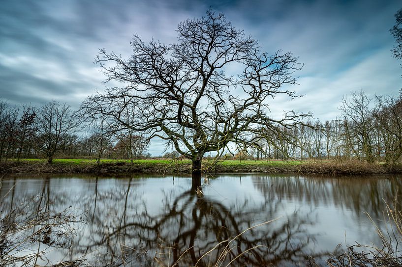 The striking tree by Gerry van Roosmalen