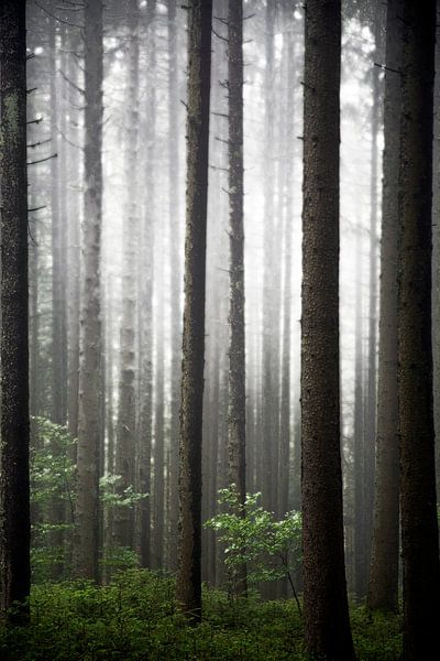 Forêt dans la brume par Jürgen Wiesler