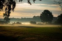 Trees in a field against the sky during sunrise