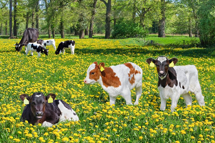 Group of newborn calves with cow in dutch meadow with dandelions by Ben Schonewille