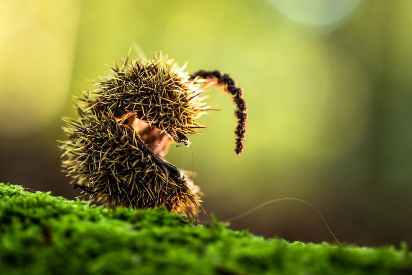 Chestnut by Astrid de Sonnaville