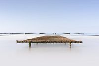 Muschelbett an der Opalküste