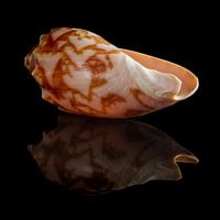 Stilleben mit einer einzelnen Muschel 1