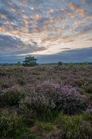 Blick über ein blühendes Moor an einem schönen Sommerabend