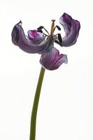 Tulipe séchée avec rétro-éclairage