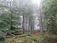 Morning mist in the forest