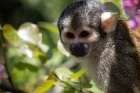 Peruanisches Totenkopfäffchen