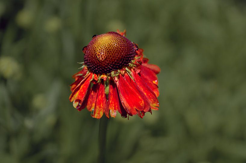 Fleurs 13 par True Color Stories