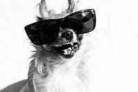 Lächelnder Chihuahua mit Sonnenbrille