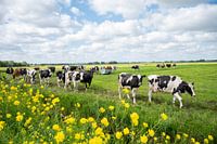 Cows on their way to the barn with yellow roadside flowers