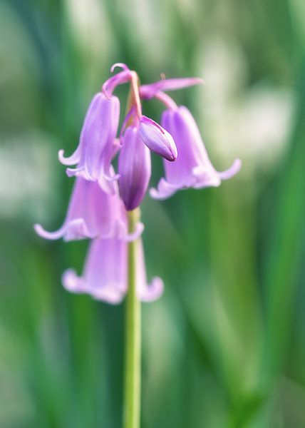 Spaanse Hyacinth van MMFoto