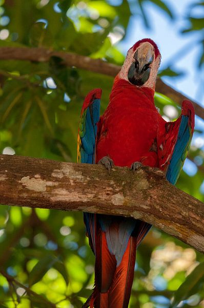 Groenvleugelara par Maarten Verhees