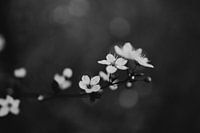 Lente Bloesem Zwart Wit