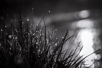 druppels in zwart wit