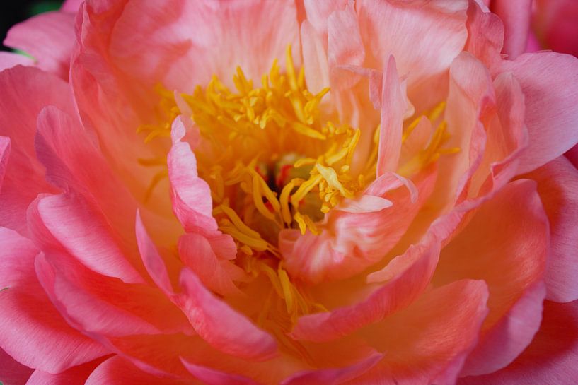Peony by Yvonne van Triest