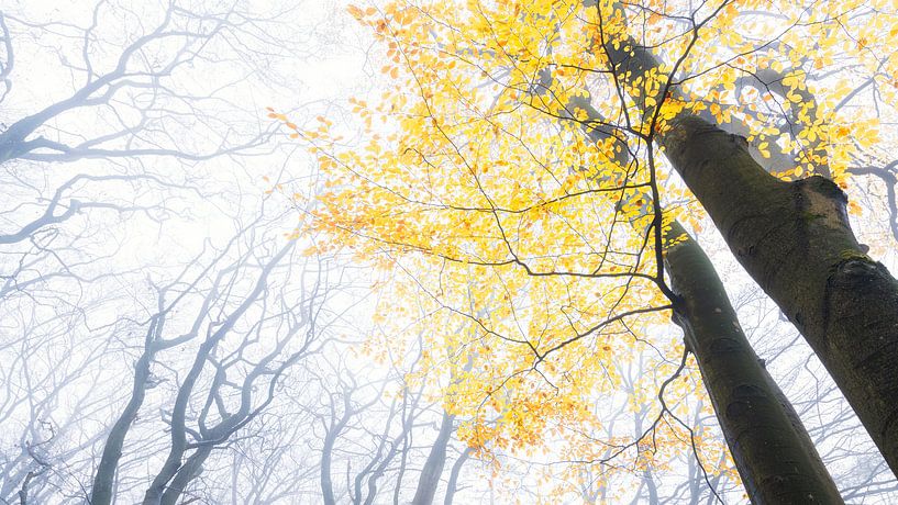 Autumn by Loulou Beavers