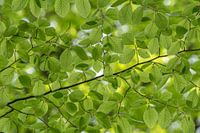 Frühlingsblätter mintgrün