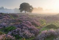 Landes de la Mandefjild