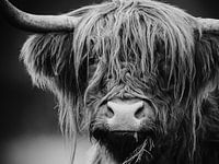 Schottischer Hochlandbewohner