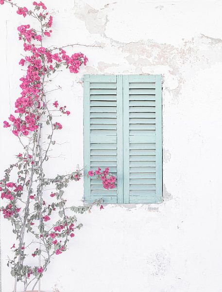 Eine Bougainvillea-Pflanze an einer mediterranen Hauswand von Alex Winter