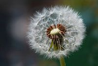 Le bulbe duveteux du pissenlit.