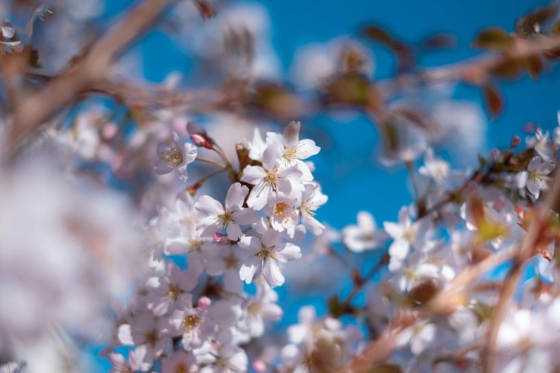Spring Blossom by Pim Haring